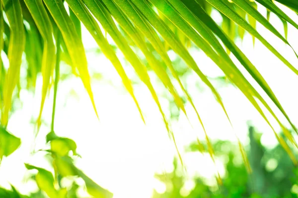 Kokosbladeren met zonlicht textuur achtergrond — Stockfoto