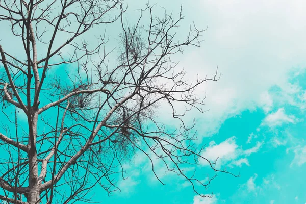 Branches on the sky background and cloud — Stock Photo, Image