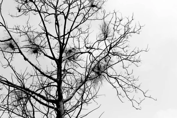 Schwarz-weiß von Zweigen auf weißem Hintergrund — Stockfoto