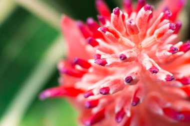 Arka plandaki kırmızı çiçeği bulanık olarak kapatın