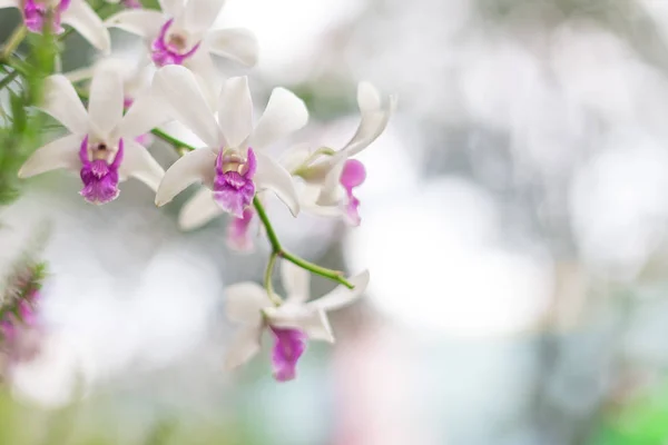 Vit och lila orkidé på en suddig bakgrund — Stockfoto