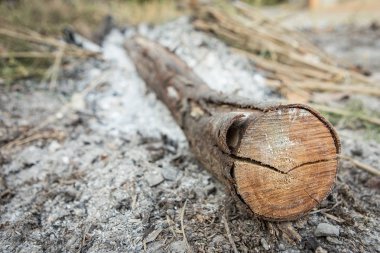 Küllerdeki odun seçici odak noktası
