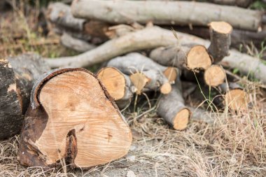 Kuru çimenlerin üzerine odun yığını