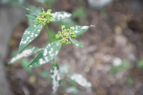 Close up of Aphids on the tree — Stock Image Close up of Aphids on the tree Stock Photo