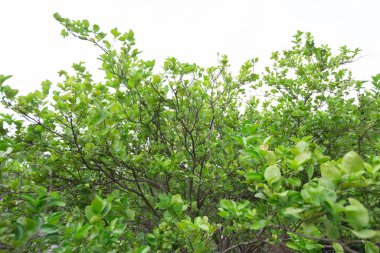 Güzel yeşil yaprak dokusu arkaplanı