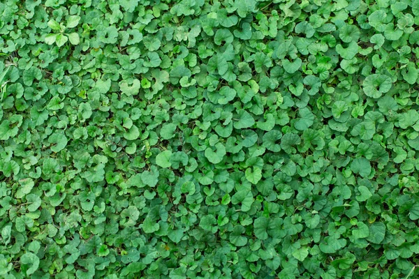 Mooie groene blad textuur achtergrond — Stockfoto