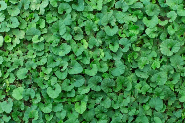 Красивый зеленый лист текстуры фона — стоковое фото