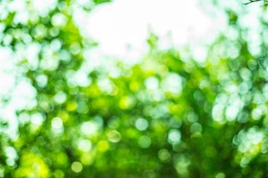 Yeşil doğal bokeh arkaplanı bulanıklığı