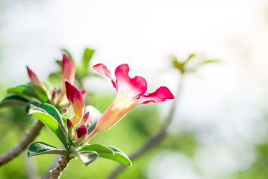 Bokeh arka planında güzel Adenyum