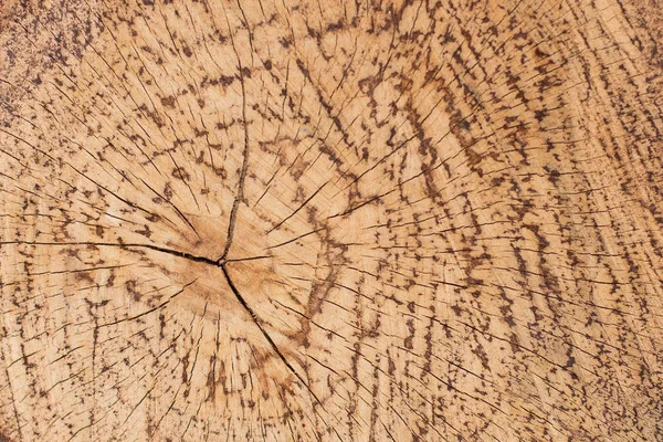 Красивый узор на фоне текстуры дерева — стоковое фото