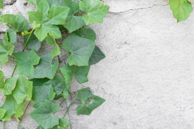 Eski bina dokusu arka planında yeşil sarmaşık