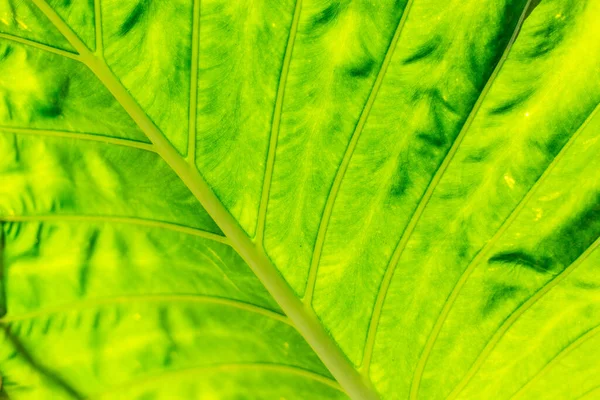 Close up de backlit belo padrão folha verde — Fotografia de Stock