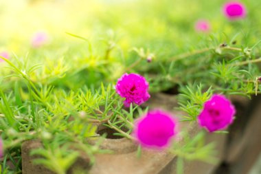 Beautiful Portulaca with sunlight on  background blurred