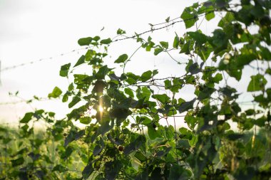 Creeper on barbed wire with warm light