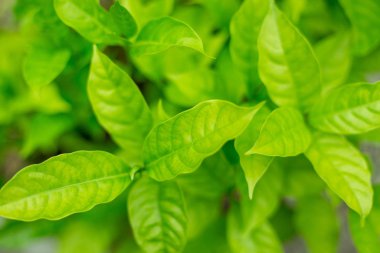 Yeşil çalılar arka planda güneş ışığı ile bulanık