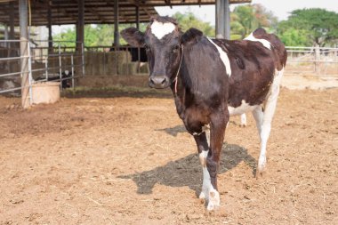 Cows on the  outdoor farm