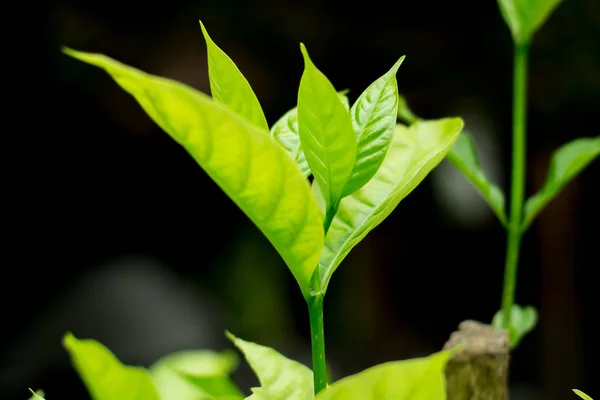 Primer plano de hermosas hojas verdes sobre fondo negro — Foto de Stock