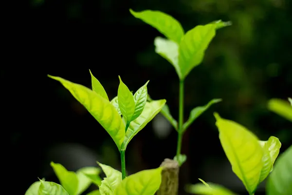 Primer plano de hermosas hojas verdes sobre fondo negro — Foto de Stock