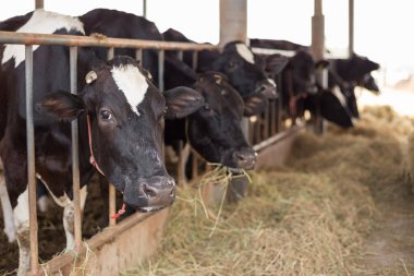 Cows are  eating grass on the farm