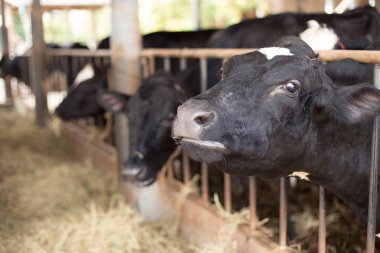 Cows are  eating grass on the farm