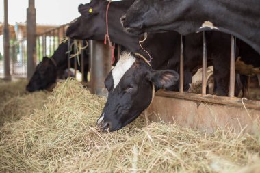 Cows are  eating grass on the farm