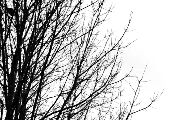 Schwarz und weiß von trockenen Zweigen auf weißem Hintergrund — Stockfoto