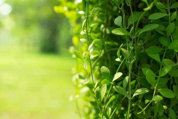 Close-up van Dave Tree op wazige achtergrond — Stockfoto