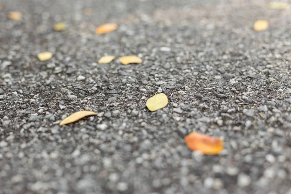 Селективный фокус сухих листьев на дороге — стоковое фото