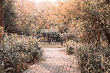 Güzel park arka planında güneş ışığıyla yol