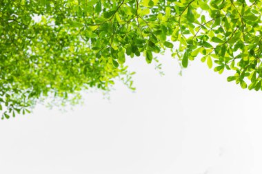 Beyaz arkaplanda güzel yeşil yaprak ve kopyalama alanı