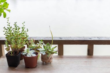 Tahta masadaki tencerelerde küçük kaktüsler. Bulanık arkaplan, güneş ışığı ve kopyalama alanı.