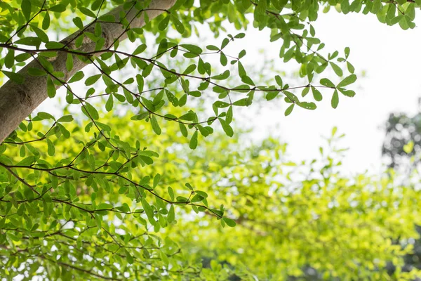 Hermoso Fondo Textura Hoja Verde Con Luz Solar — Foto de Stock