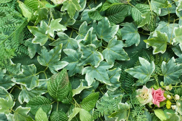 Mooie Groene Blad Textuur Achtergrond Met Warm Licht — Stockfoto