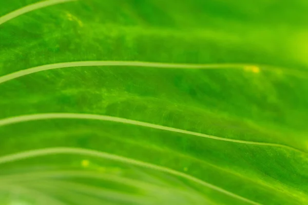 Primer Plano Retroiluminado Hermoso Patrón Hoja Verde —  Fotos de Stock