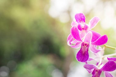 Bulanık bir arkaplanda güneş ışığıyla güzel beyaz ve mor bir orkide.