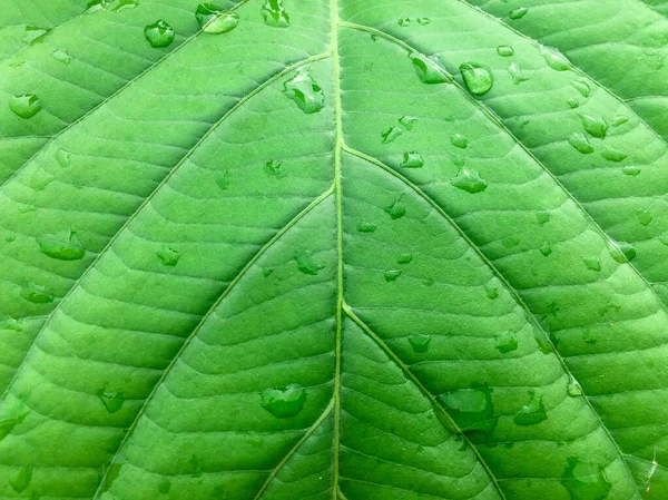 Nahaufnahme Von Tau Auf Blättern Textur Hintergrund Mit Warmem Licht — Stockfoto