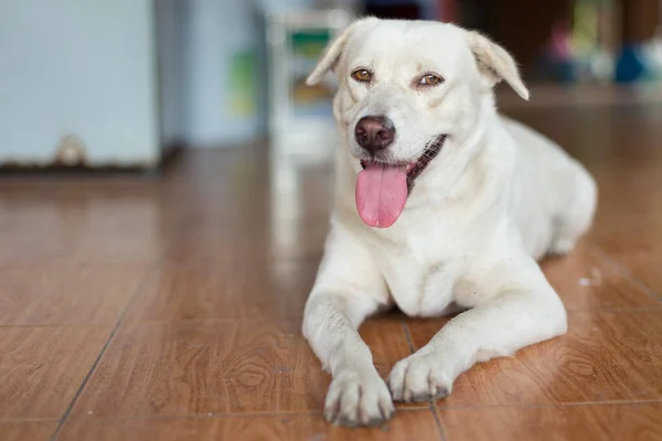 Beyaz köpek kameraya bakıyor.