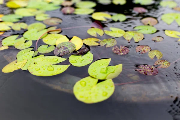 Selectieve Focus Van Lotusblad Vijver Achtergrond — Stockfoto