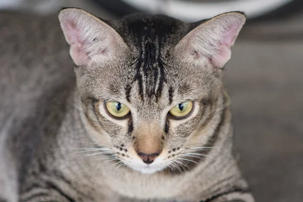 Yere Uzanmış Cat Yaklaş — Stok fotoğraf