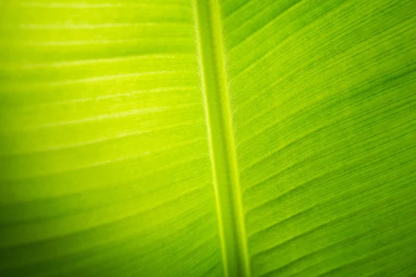 Nahaufnahme Von Hinterleuchteten Bananenblatt Muster Mit Sonnenlicht Textur Hintergrund — Stockfoto