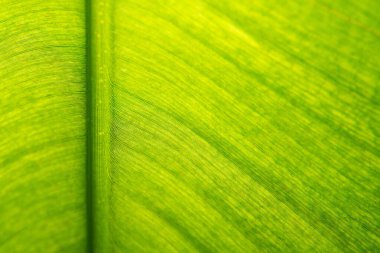 Güneş ışığı desenli muz yaprağının arka plan desenini kapat