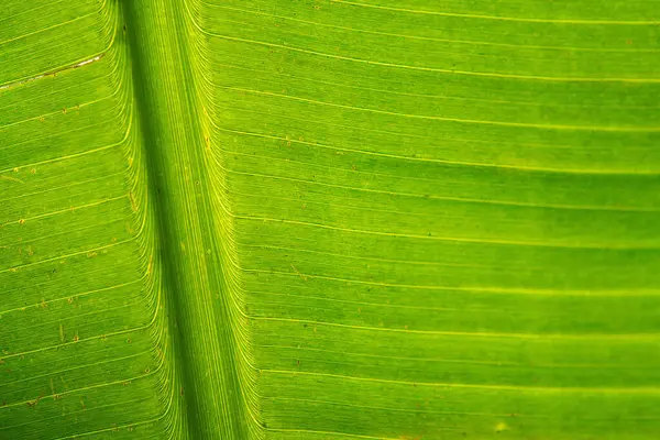 Крупный План Подсветки Бананового Листа Текстурой Солнечного Света — стоковое фото