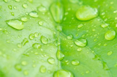 Yaprak dokusu arkaplanındaki Dew 'i sıcak ışıkla kapat