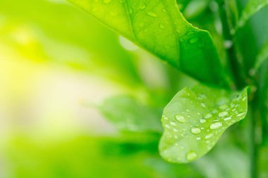 Yaprak dokusu arkaplanındaki Dew 'i sıcak ışıkla kapat