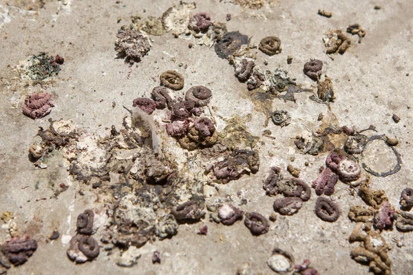 Beton zeminde bir sürü kuş pisliği var.