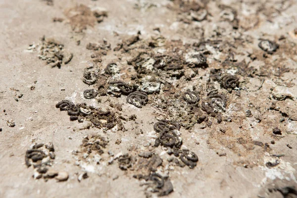 Muchos Excrementos Aves Suelo Hormigón —  Fotos de Stock