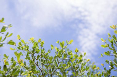 Gökyüzünde güzel yapraklar ve bulutlar arka planda ve boşluğu kopyala