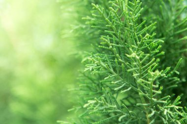 Arka plandaki Orientali Arborvitae 'yi kapat