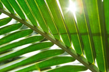 Hindistan cevizi yapraklarının güneş ışığı dokusu arkaplanını kapat