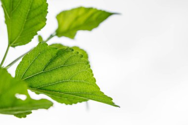 Beyaz arkaplanda yeşil yaprak deseni ve kopyalama alanı